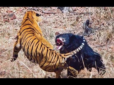 Top 10 Craziest Animal Fights Caught on camera Part 4