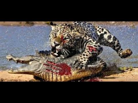 Top 10 Crazy Epic Wild Animal Fights Caught on Film