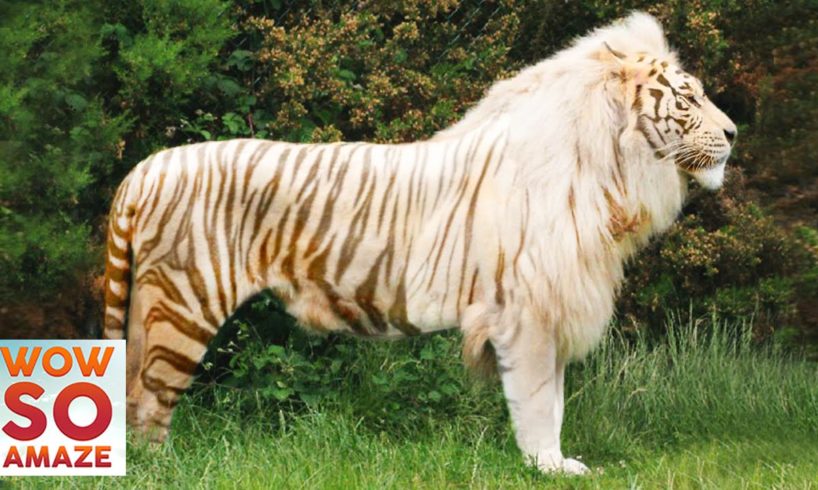 Top 5 Amazing Hybrid / Cross-Breed Animals