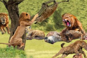 Top Fights of Wild Animals 2019 - Lion vs Hyena, Crocodile vs Leopard - Wild Animal Fights 2019