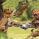 Top Fights of Wild Animals 2019 - Lion vs Hyena, Crocodile vs Leopard - Wild Animal Fights 2019