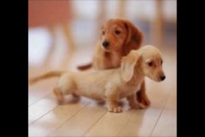 Top Ten World's Smallest Dogs and Puppies in the World 2016