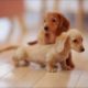 Top Ten World's Smallest Dogs and Puppies in the World 2016