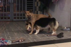 Two cute adorable puppies had a lot of fun - part 1