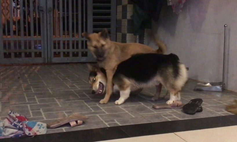 Two cute adorable puppies had a lot of fun - part 1