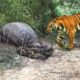 TİGER vs PYTHON SNAKE | Most Amazing Wild Animal Attacks - Wild Animals Fights #9