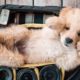 Ultimate Funny Dogs And Cute Puppies 2019 – Cutest Puppies In The World |Try Not To Laugh Funny Dogs