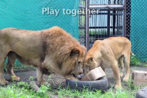 Valentine's Day Lion Love: Tarzan and Tanya, rescued by Animal Defenders International