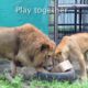 Valentine's Day Lion Love: Tarzan and Tanya, rescued by Animal Defenders International