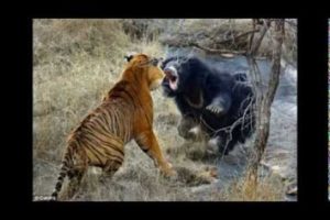 Vicious Animal Fights