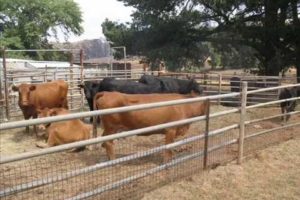 Victorian "Black Saturday" Bushfires - Rescued animals