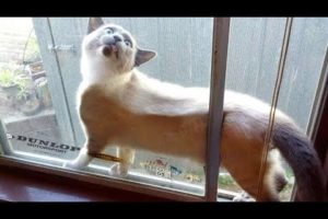 WARNING: You will POOP YOUR PANTS from LAUGHING TOO HARD - FUNNY CATS compilation