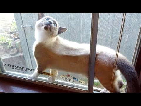 WARNING: You will POOP YOUR PANTS from LAUGHING TOO HARD - FUNNY CATS compilation