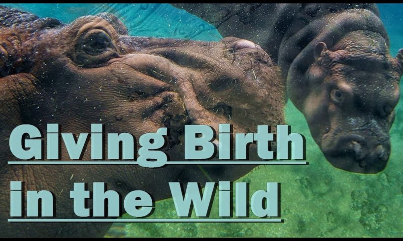WILD ANIMALS Giving Birth