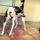 Wacku, Dog Meat Victim | SPCA International | Global Animal Rescue