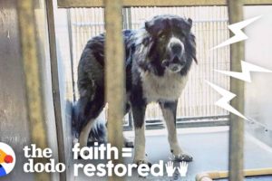 Watch What Happens When a Woman Tries to Befriend This Aggressive Dog | The Dodo Faith = Restored