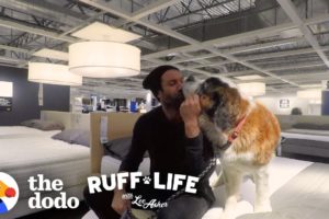 What Happens When You Take 9 Dogs Furniture Shopping? | Ruff Life With Lee Asher