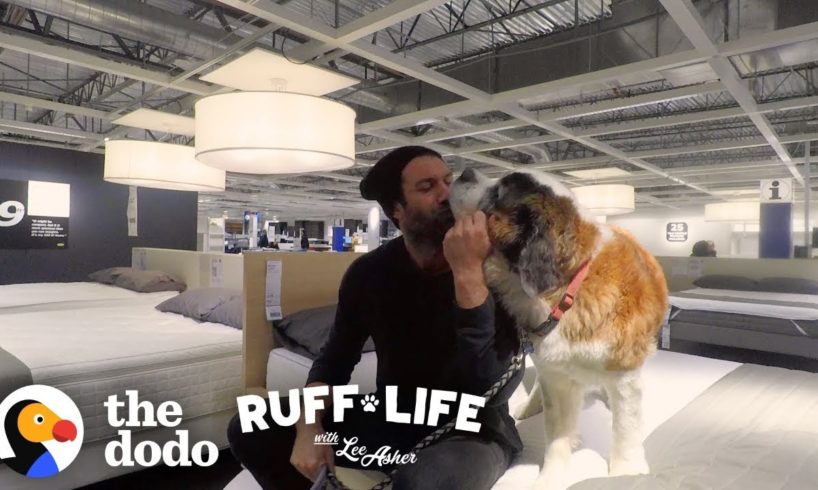 What Happens When You Take 9 Dogs Furniture Shopping? | Ruff Life With Lee Asher