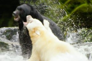 White Mother Bear Fights Against Bigger Male For Territory | Natura World: Ghost Bear | BBC Earth