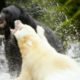 White Mother Bear Fights Against Bigger Male For Territory | Natura World: Ghost Bear | BBC Earth