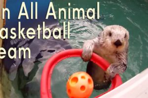 Why Animals Would Make An Awesome Basketball Team