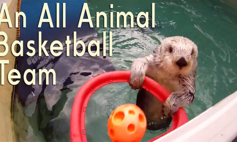 Why Animals Would Make An Awesome Basketball Team