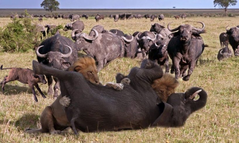 Wild Animal Fights 2019 | Elephant vs Buffalo vs Leopard vs Impala, Warthog By Wild Life Survive