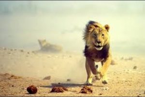 Wild Animal Fights Unbelievable - Buffalos Kill Lion - Real Fight -