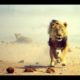 Wild Animal Fights Unbelievable - Buffalos Kill Lion - Real Fight -