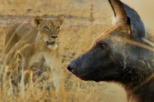 Wild Dogs vs Lioness | BBC Earth