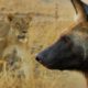 Wild Dogs vs Lioness | BBC Earth