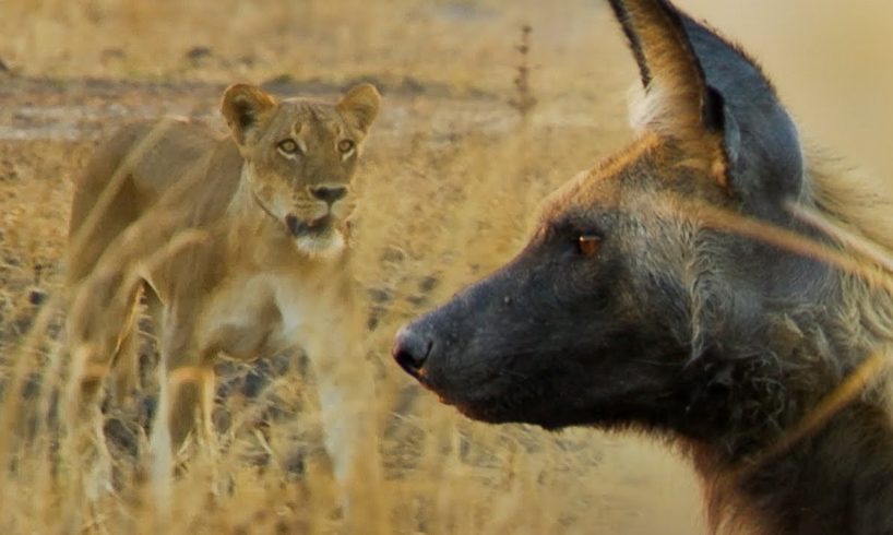 Wild Dogs vs Lioness | BBC Earth