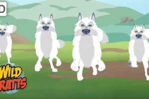 Wild Kratts - Showcasing Beautiful Animals #3 | Kids Videos