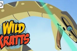 Wild Kratts - The Roughest, Toughest Animals in the Wild | Kids Videos