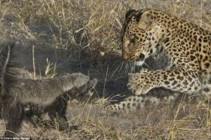 Wild Leopards Hunting - Most Amazing Moments Of Wild Animal Fights - Wild Discovery Animals
