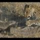 Wild Leopards Hunting - Most Amazing Moments Of Wild Animal Fights - Wild Discovery Animals