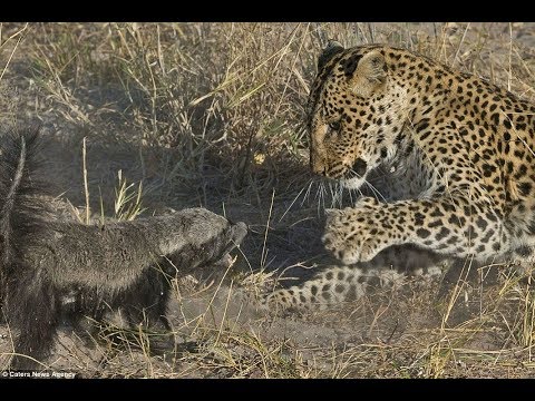 Wild Leopards Hunting - Most Amazing Moments Of Wild Animal Fights - Wild Discovery Animals