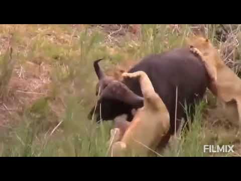 Wild animal fight lion vs buffalo vs crocodile and tiger vs crocodile