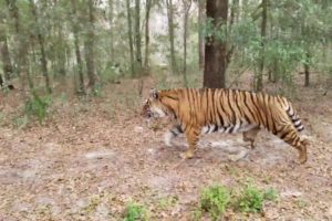 Zoey the tiger playing at Forest Animal Rescue