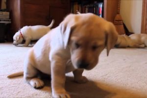 a very nice calming video with cute puppies