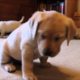 a very nice calming video with cute puppies
