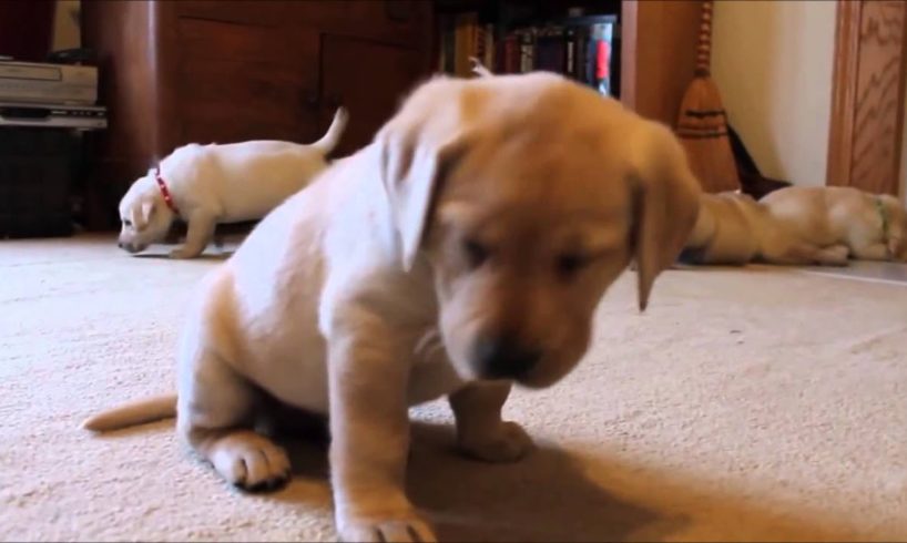 a very nice calming video with cute puppies