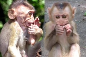 baby monkey eat banana and baby monkey playing with brother so happy/popular daily