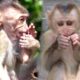 baby monkey eat banana and baby monkey playing with brother so happy/popular daily