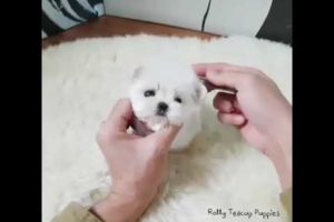 cute puppies