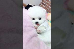 cute puppies Doing Funny Things 2019