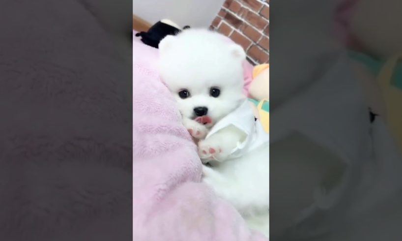 cute puppies Doing Funny Things 2019