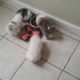 cute puppies and the two pants chewing puppies