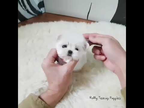 cute puppies