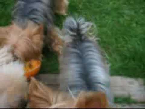 cute yorkshire terriers animals playing